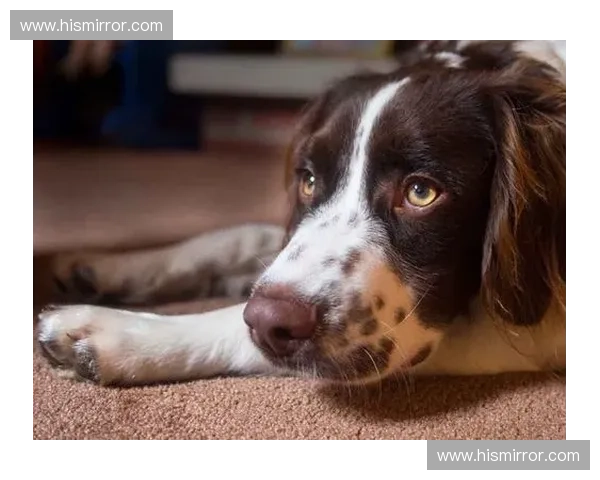 Dota2萌宠大揭秘：从可爱到奇特的宠物角色设计与玩法分析